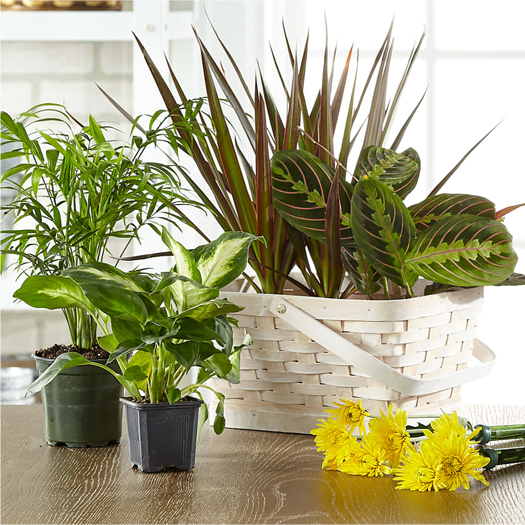 Florist Designed Blooming and Green Plants in a Basket – Lansing Gardens, Lansing MI