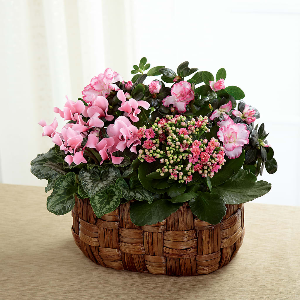 Pink Assortment – Lansing Gardens, Lansing MI