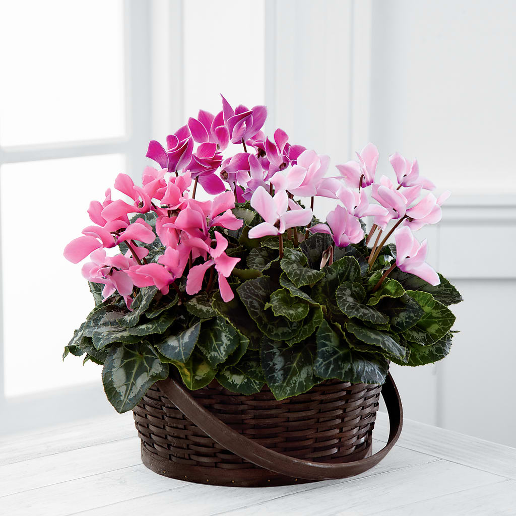 Mixed Cyclamen Planter – Lansing Gardens, Lansing MI