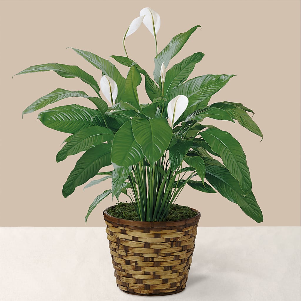 Tranquil Moments Peace Lily Plant – Lansing Gardens, Lansing MI