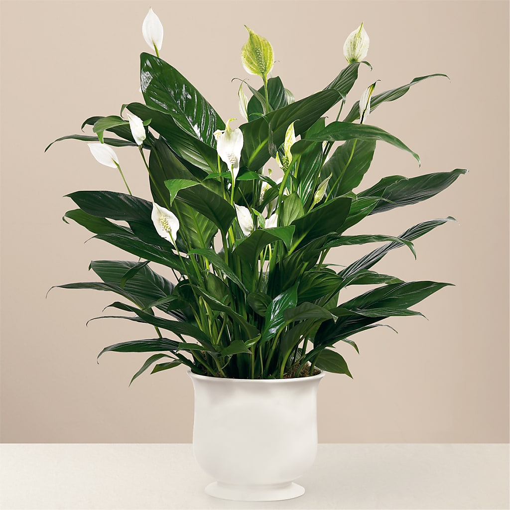 Comfort Planter – Lansing Gardens, Lansing MI