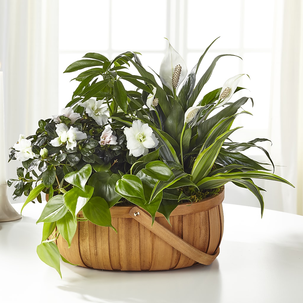 Serene Dishgarden – Lansing Gardens, Lansing MI