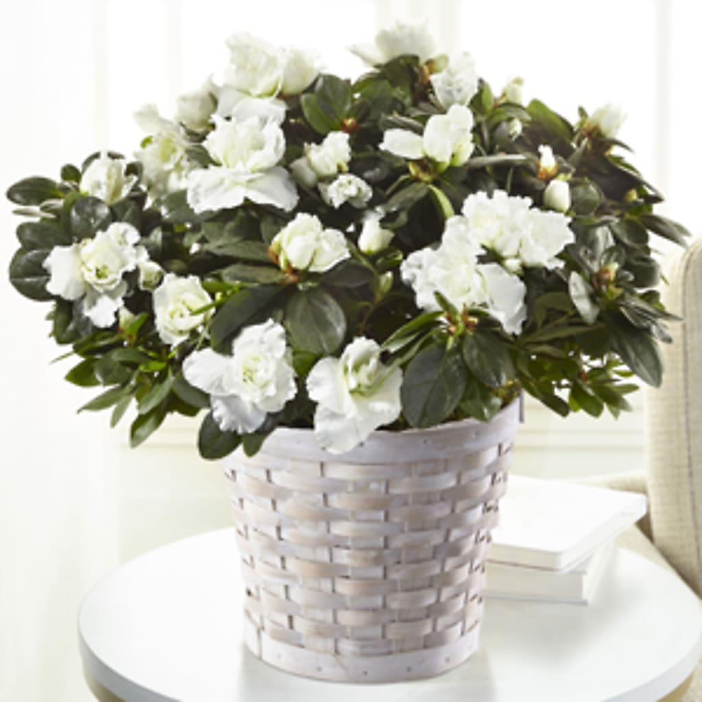 White Azalea Plant – Lansing Gardens, Lansing MI