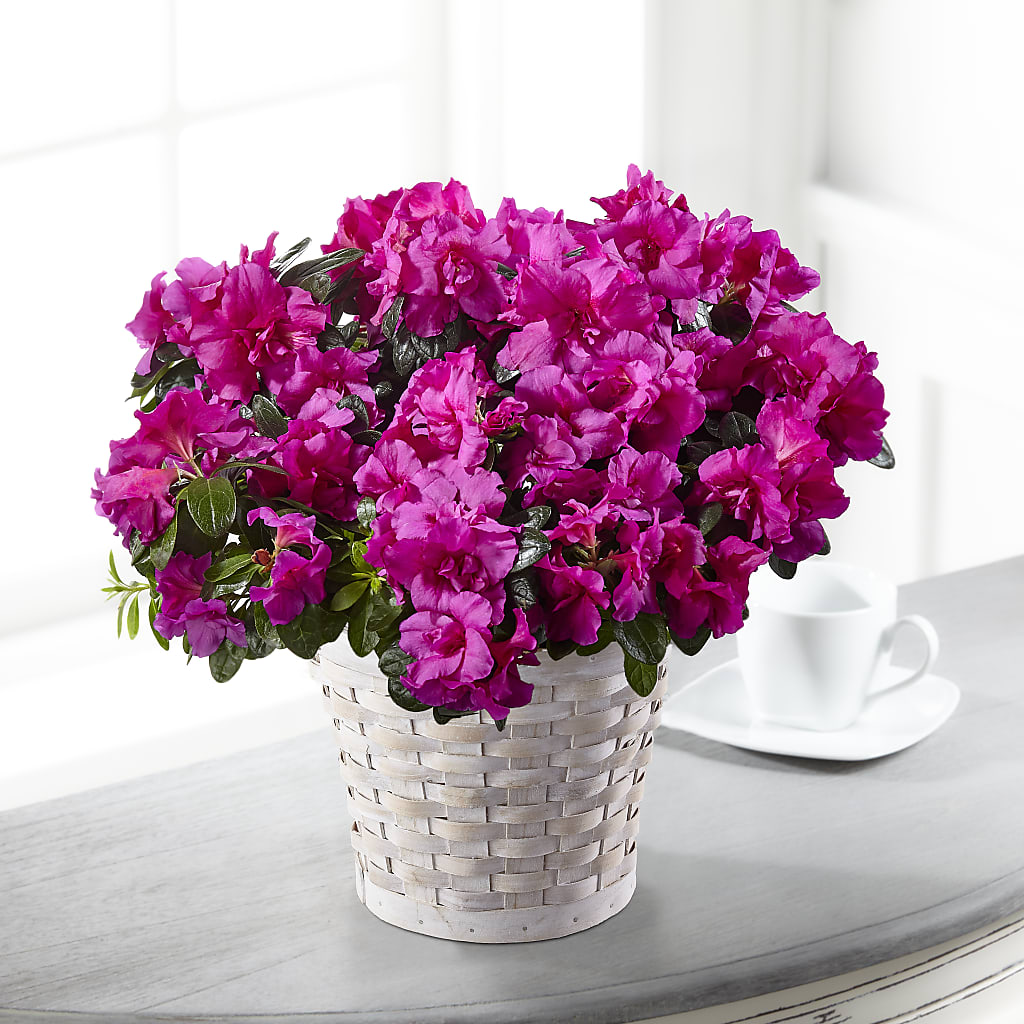 Hope & Serenity Azalea Plant – Lansing Gardens, Lansing MI