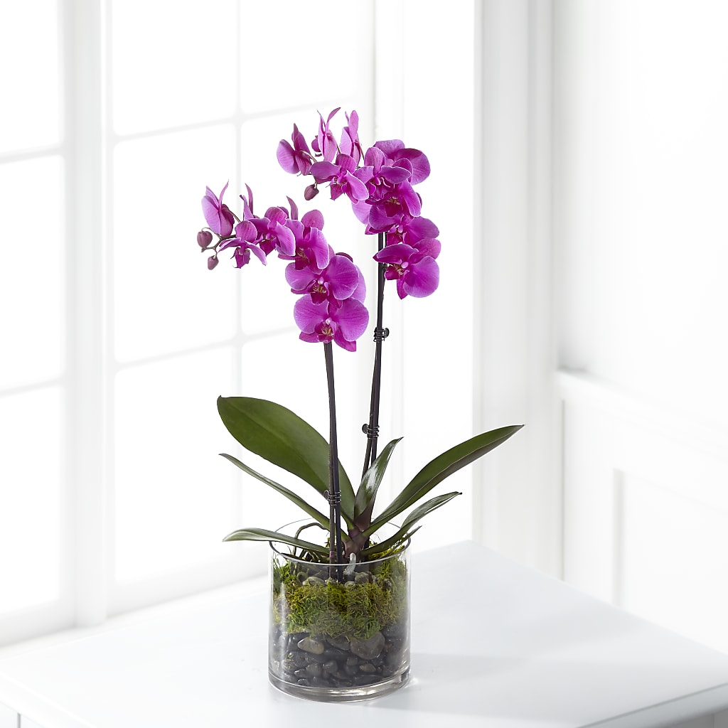 Pink Orchid Plant – Lansing Gardens, Lansing MI