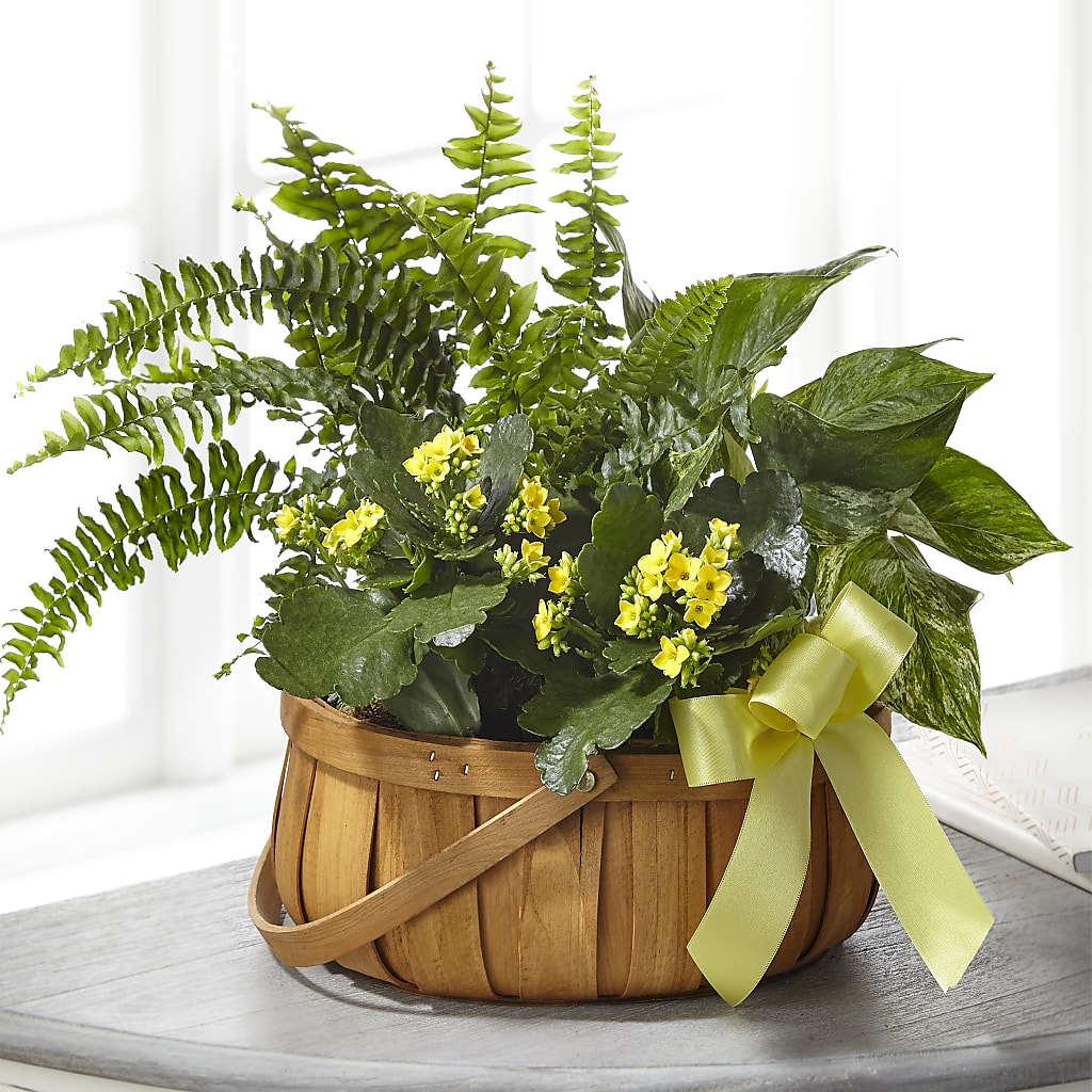 Always Dear Dishgarden – Lansing Gardens, Lansing MI