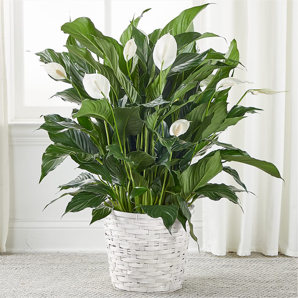A New Leaf Peace Lily – Lansing Gardens, Lansing MI