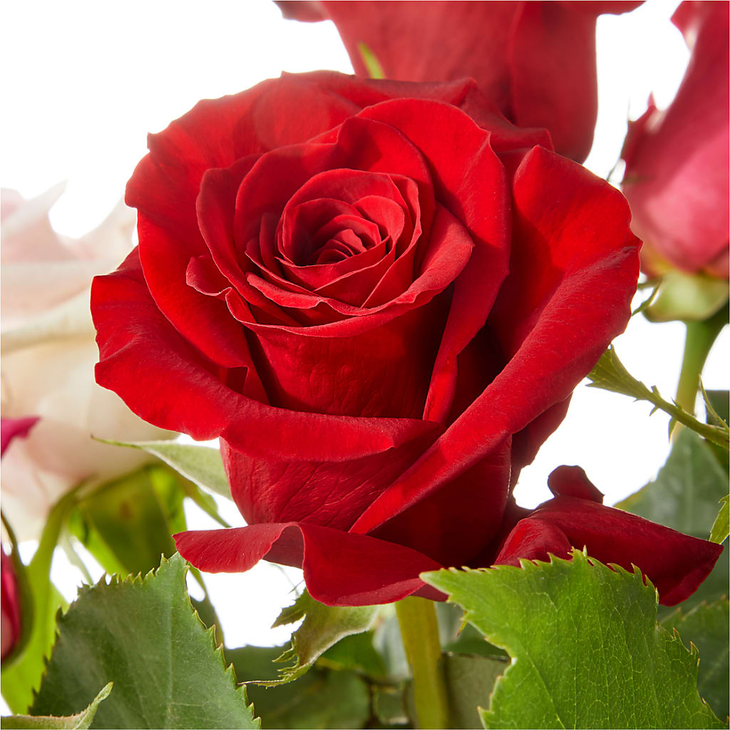 Love Notes Rose Bouquet – Lansing Gardens, Lansing MI