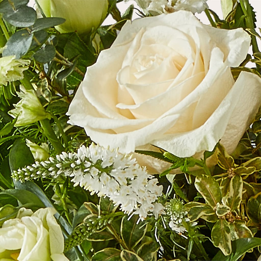 Cashmere Bouquet –  Lansing Gardens, Lansing MI
