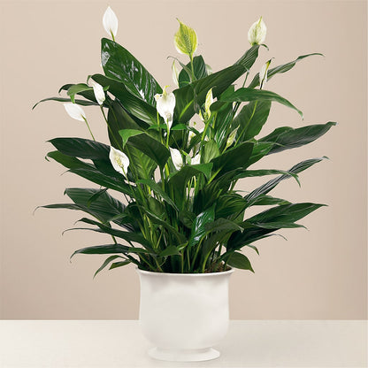 Comfort Planter –  Lansing Gardens, Lansing MI