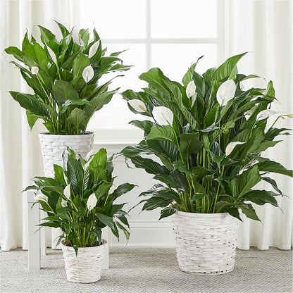 A New Leaf Peace Lily –  Lansing Gardens, Lansing MI