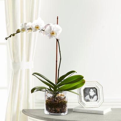 White Orchid Planter –  Lansing Gardens, Lansing MI
